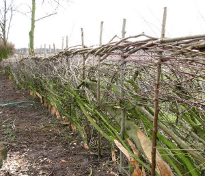 hedge laying worcestershire